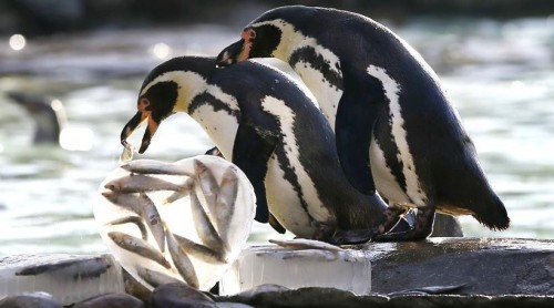 Britain Zoo Valentine