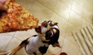 caine care mănâncă pizza