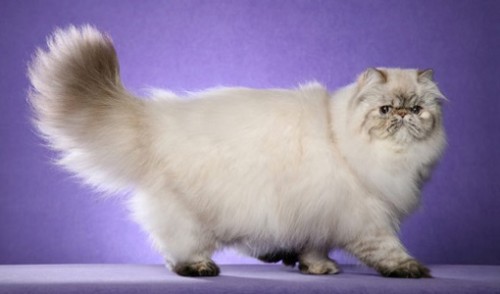 Persian-Cat_02