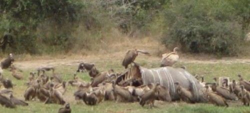 South-Africas-Kruger-Park-1200x545_c