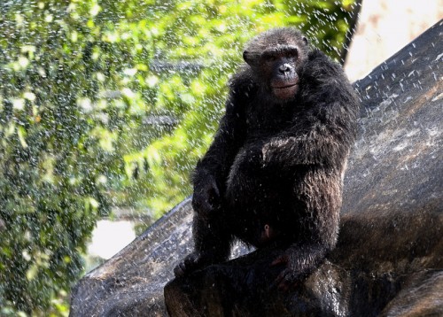 Thailand's zoo animals get fruit ice amid heat wave