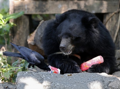 Thailand's zoo animals get fruit ice amid heat wave