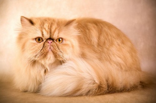 persian cat