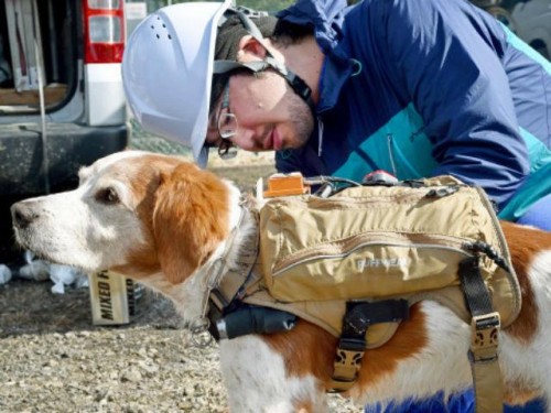 robo-dog-with-gps-and-camera1