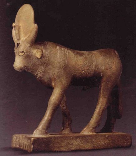 apis bull