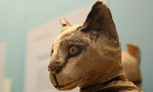 Sacrificarea animalelor si mumificarea lor pe motive religioase – o realitate constanta in Egipt