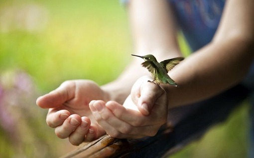 Pasare colibri