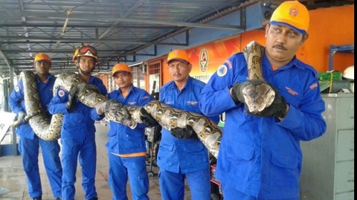 Un piton gigant a fost descoperit pe un santier, in Malaezia