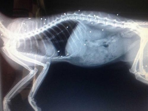 Radiografia felinei