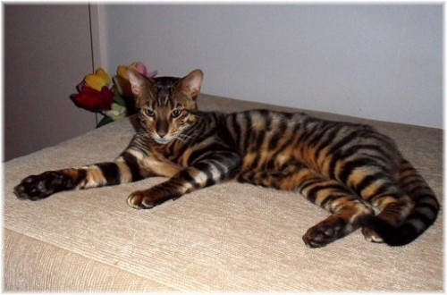 Toyger