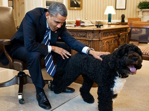 Obama si Bo sursa foto: ro.pinterest.com
