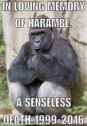 harambe