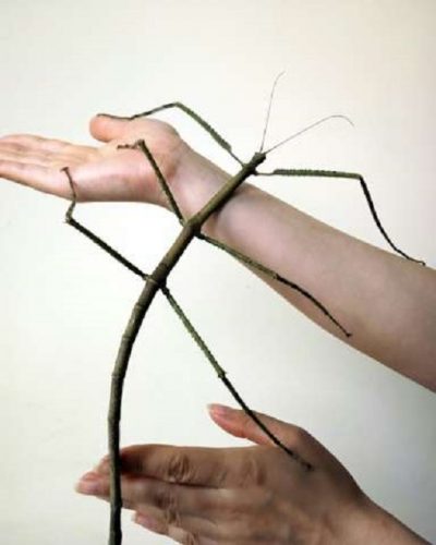 Cea mai lunga insecta din lume, descoperita in China