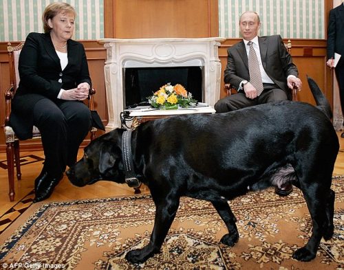 Putin si Angela Merkel, vizitati de Labradorul presedintelui rus sursa foto: www.dailymail.co.uk
