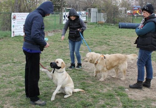 Pregatire caine TAAsursa foto: www.terapiecuanimale.ro