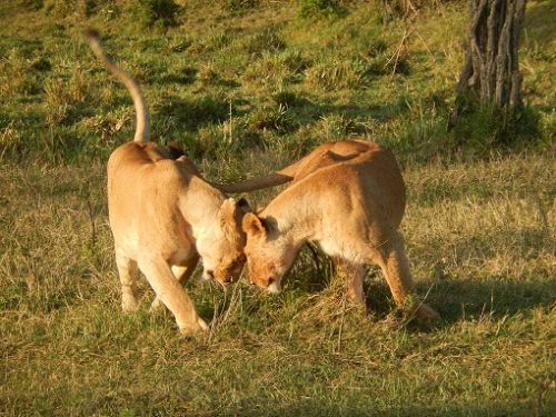 Top 5 animale sacrificate pentru trofee sau ucise de braconieri