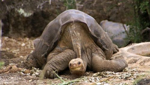 testoasa gigantica galapagos