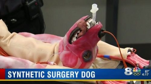 surgery-dog1