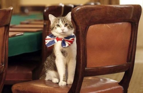 Chief Mouser to the Cabinet Office'1