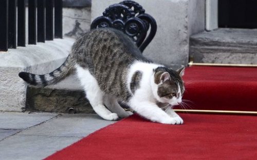 Chief Mouser to the Cabinet Office'2