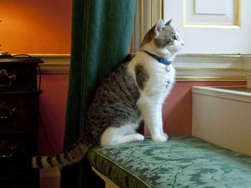 Chief Mouser to the Cabinet Office'3