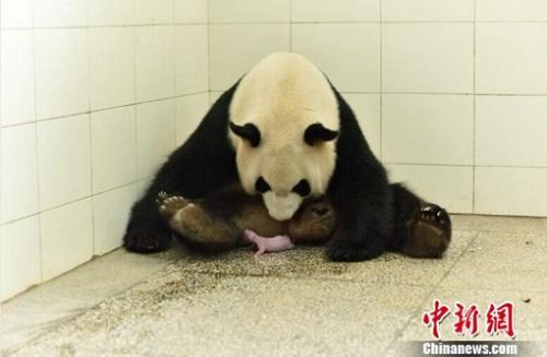sursa: news.pandasinchina.com