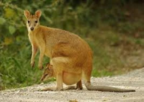 Agile Wallaby