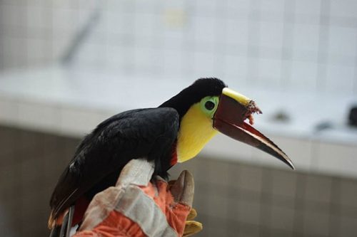 tucan1