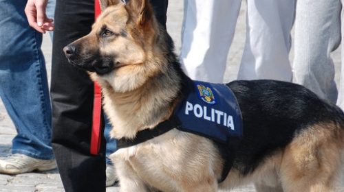 Odata Eroi Acum Povară Trei Caini Polițiști Sunt Scoși La