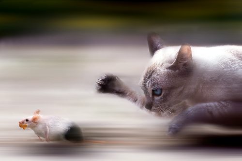 Care este ISTORIA pisicii. FELINA este un SPIRIT bun sau rău?