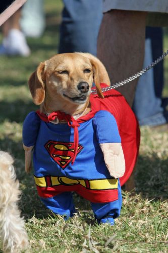 Super...dog!