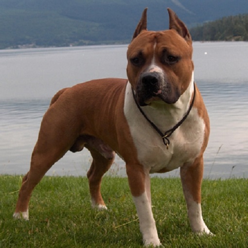 Amstaff