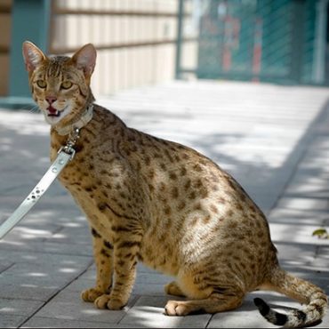 Cat te poate costa o pisica de rasa?