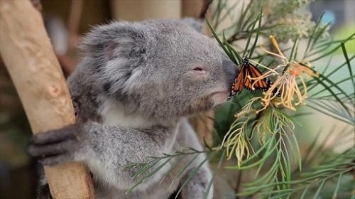 Filmarea in care un ursulet koala e necajit de un fluture multicolor – a devenit virala pe Facebook