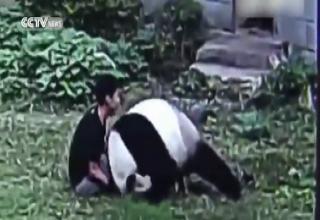Un urs Panda s-a luat la trântă cu un tânăr intrus, iar imaginile au devenit virale