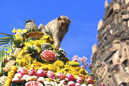 lopburi_monkey_banquet_gnomeandi-2
