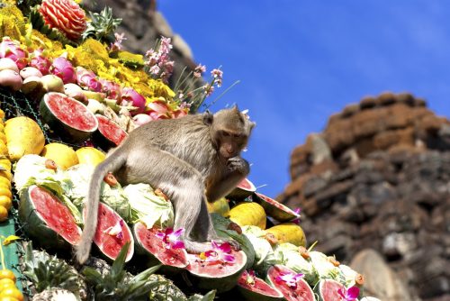 lopburi_monkey_banquet_gnomeandi-3