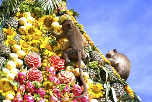 lopburi_monkey_banquet_gnomeandi-4