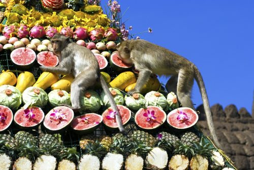 lopburi_monkey_banquet_gnomeandi-6