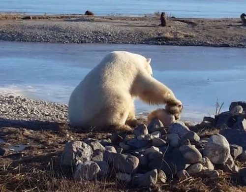 O lectie de viata! Prietenie intre un urs polar si un caine!