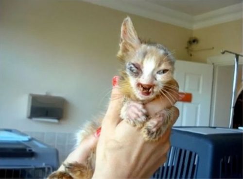 Gülümser are o viata noua! O fetita de numai 7 ani a schimbat soarta unei pisici care ii ingrozea pe oameni!