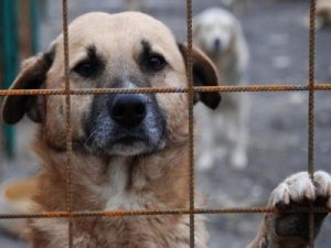 Sunt câinii fără stăpân capabili