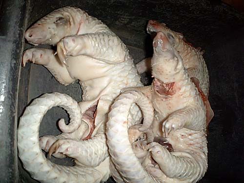 sursa foto - http://wildsingaporenews.blogspot.ro
