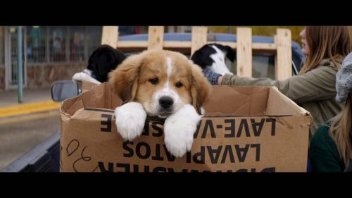 O inițiativă grozavă: Vizitatorii unui cinema bucureștean pot adopta un câine, începând cu premiera „Câinele, adevăratul meu prieten”