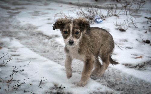 Nu treceți nepăsători pe lângă animalele abandonate!