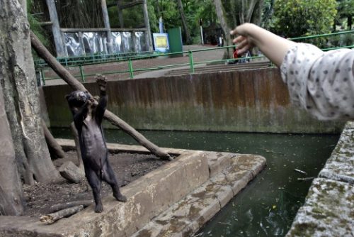 ȘOCANT: Urși numai piele și os într-o grădină zoologică din Indonezia