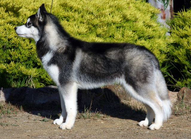 Husky Siberian; sursă foto: animalwised.com