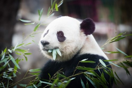 sursa foto - https://www.washingtonpost.com/local/social-issues/bye-bye-bao-bao