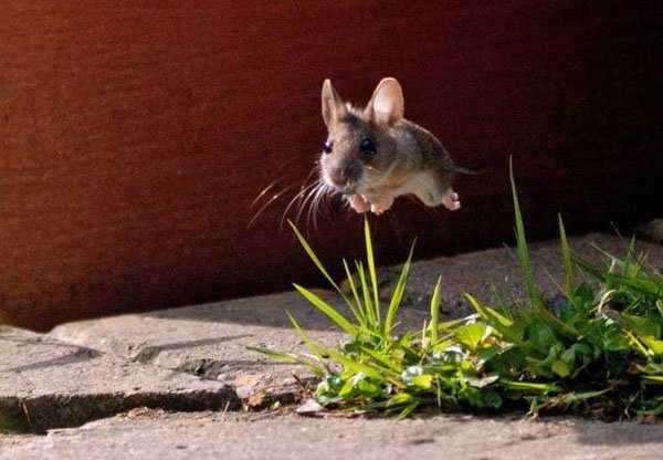 Cele Mai Distractive Fotografii Cu Animale Din 2017 Vin Din