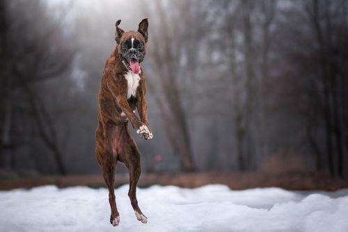 Boxerul “CĂPȘUNĂ”, un paznic ce iubește drumețiile, a devenit vedetă în Ungaria!